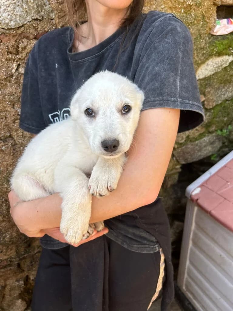 Liam, male puppy mixed breed for adoption at I Pelosetti di Silvana