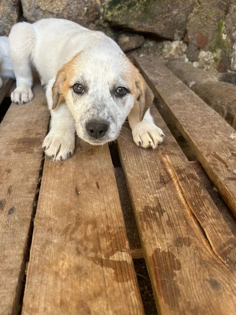 Lady, female puppy mixed breed for adoption at I Pelosetti di Silvana
