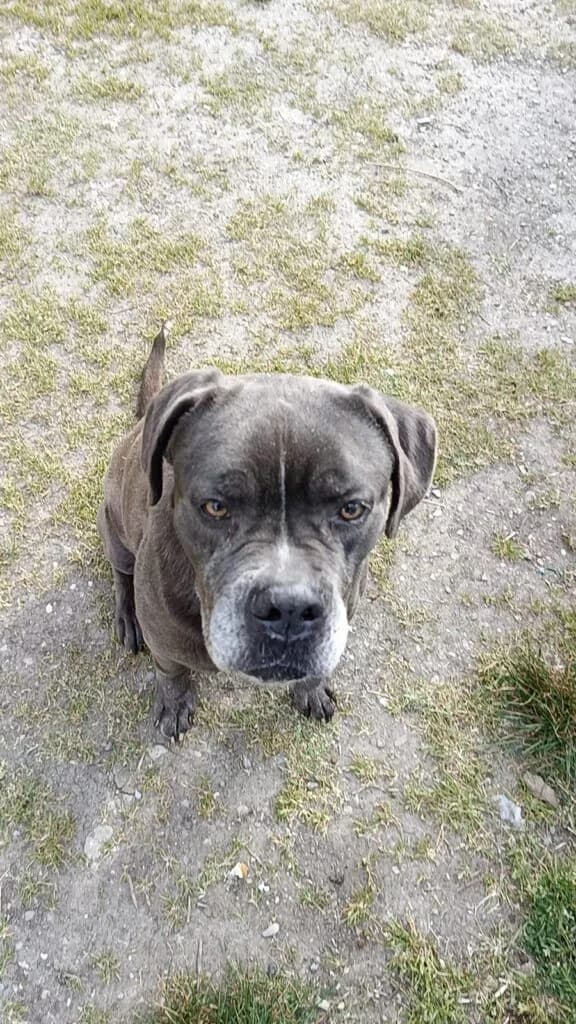 Golia, male 6yo Cane Corso for adoption at I Pelosetti di Silvana