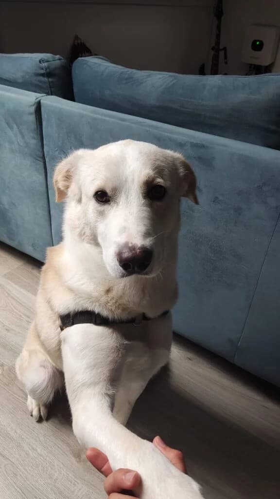 Bernie, male 5yo Labrador Retriever for adoption at I Pelosetti di Silvana