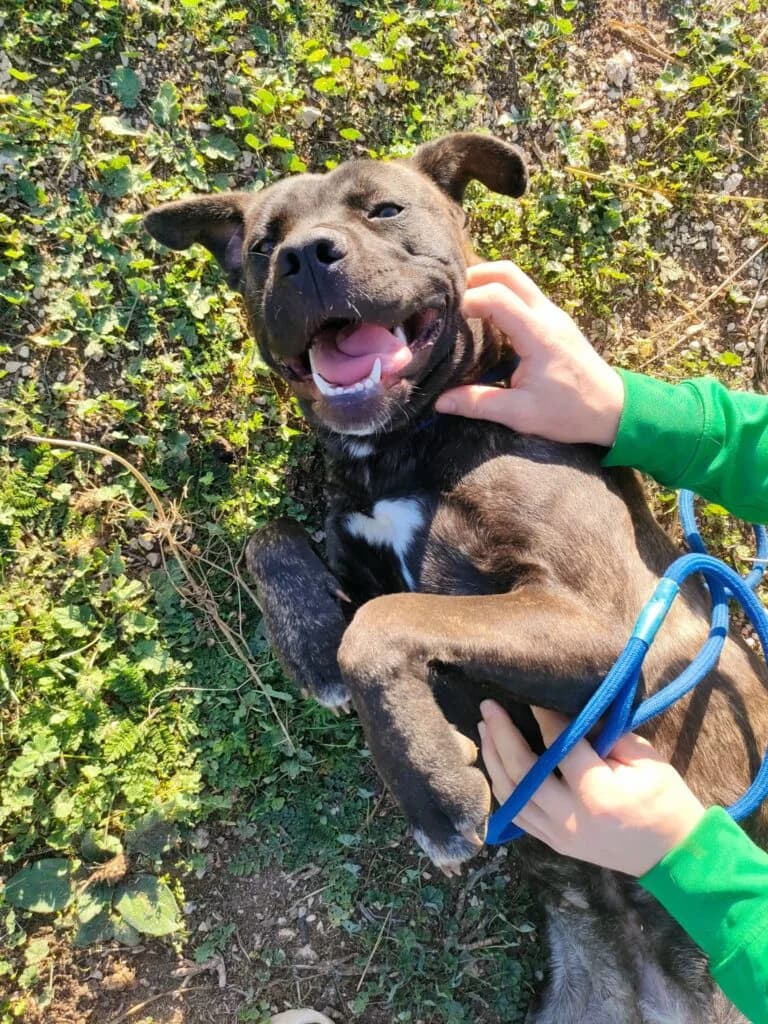 Reina, female 5yo Cane Corso for adoption at I Pelosetti di Silvana