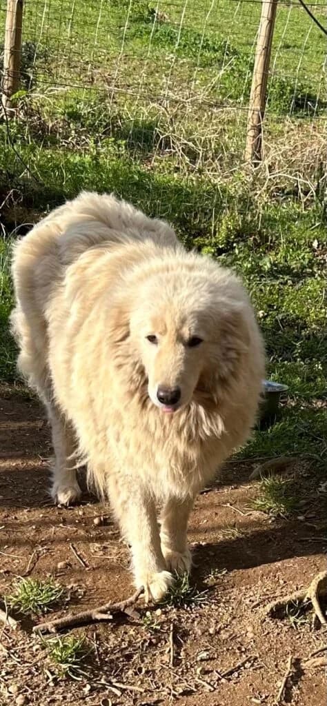 Mary, female 7yo mixed breed for adoption at I Pelosetti di Silvana