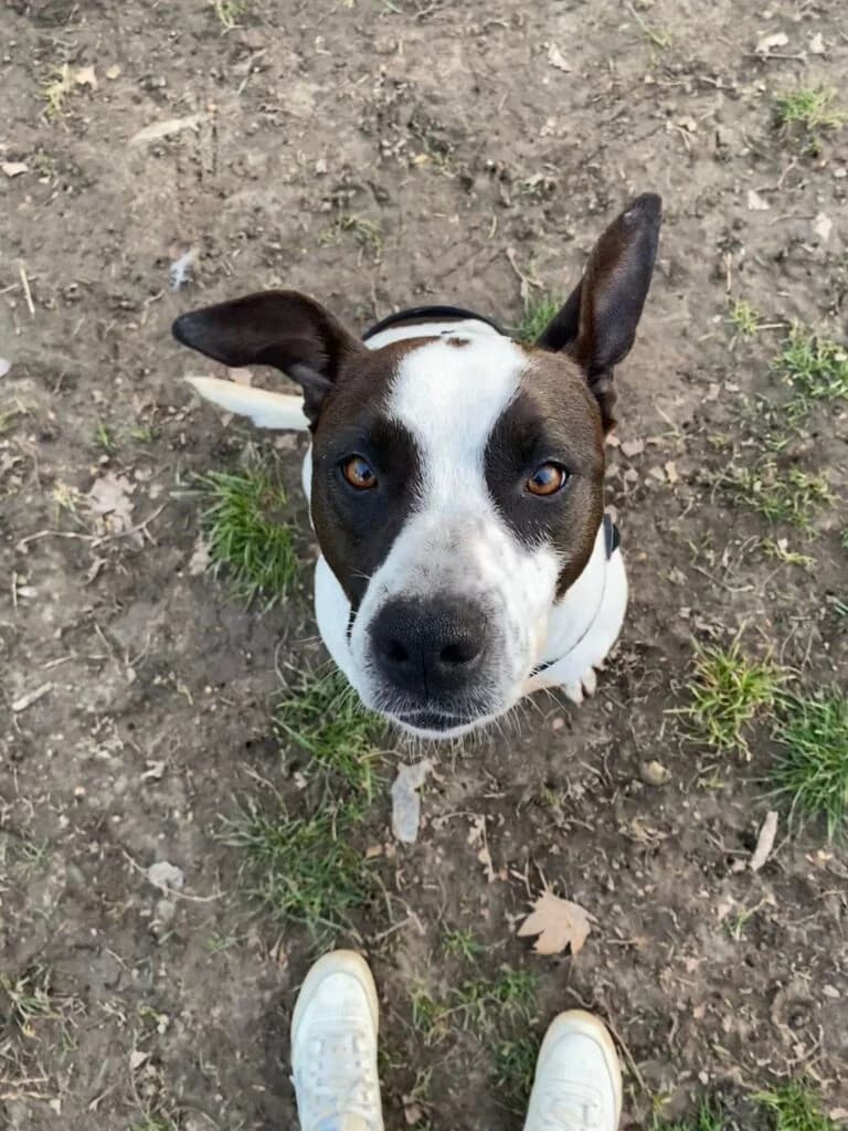Alice, female young American Staffordshire Terrier for adoption at I Pelosetti di Silvana