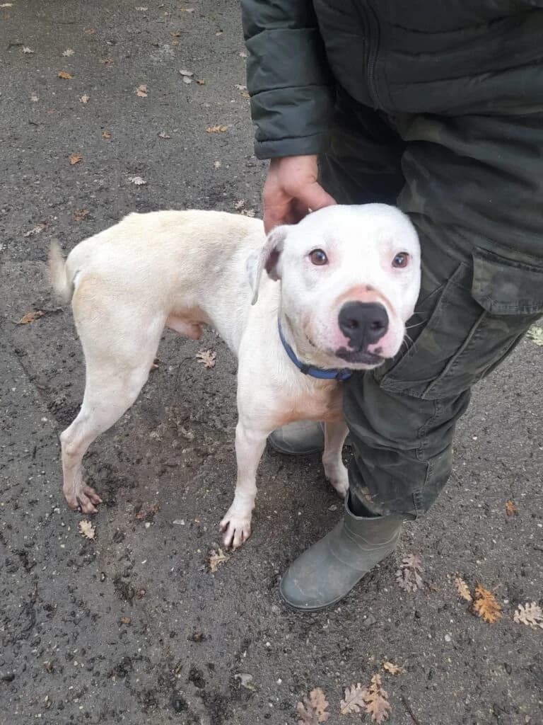 Blanco, male 5yo mixed breed for adoption at I Pelosetti di Silvana