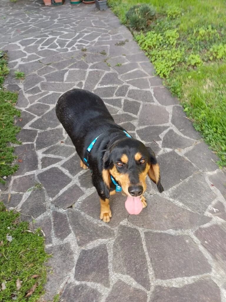 Ghost, male senior mixed breed for adoption at I Pelosetti di Silvana