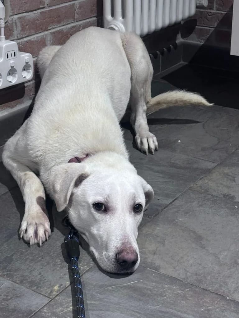 Gelsomino, male young Labrador Retriever for adoption at I Pelosetti di Silvana