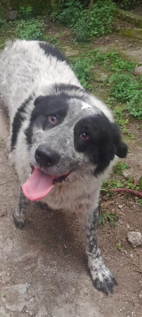 Buk, male 4yo mixed breed for adoption at I Pelosetti di Silvana