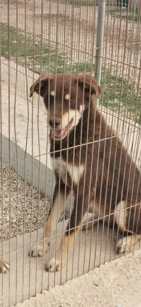 Carlotta, female 4yo mixed breed for adoption at I Pelosetti di Silvana