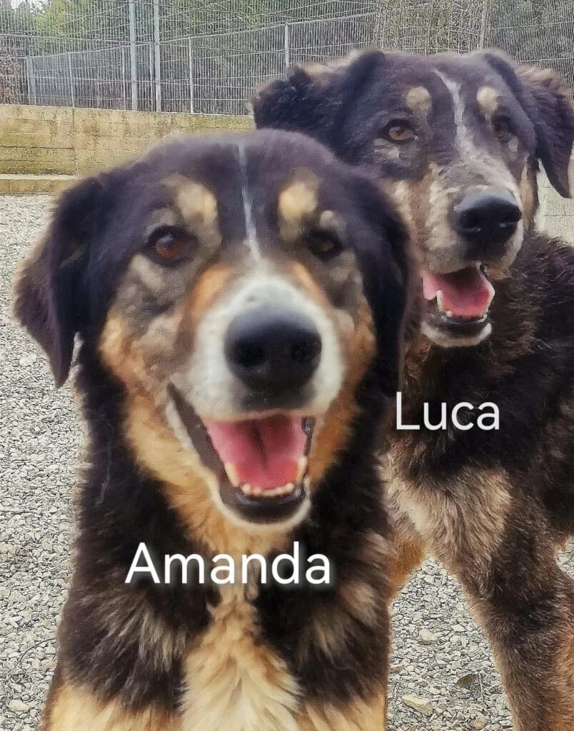 Amanda, female 4yo mixed breed for adoption at I Pelosetti di Silvana