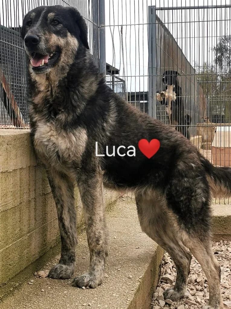 Luca, male 4yo mixed breed for adoption at I Pelosetti di Silvana