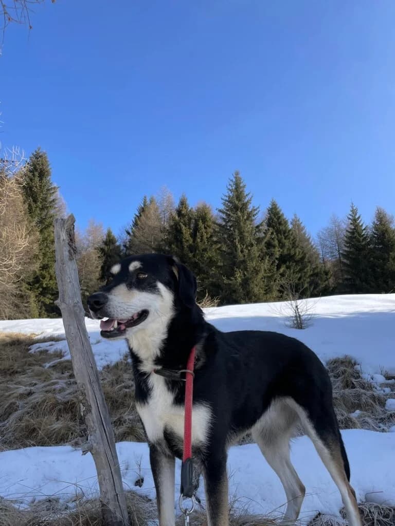 Musa, female 5yo mixed breed for adoption at I Pelosetti di Silvana