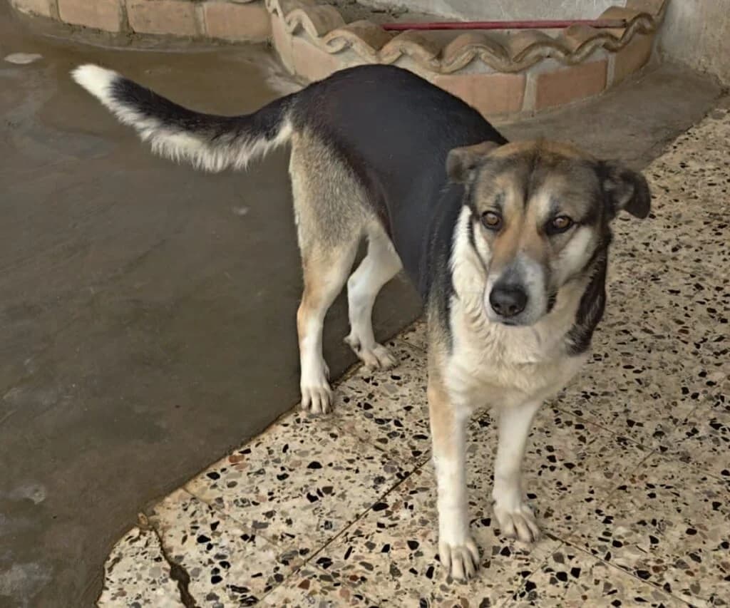 Magda, female 5yo mixed breed for adoption at I Pelosetti di Silvana