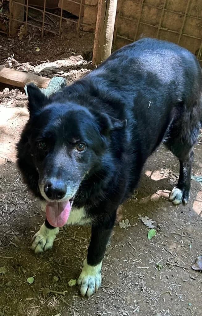 Lupo, male 6yo mixed breed for adoption at I Pelosetti di Silvana