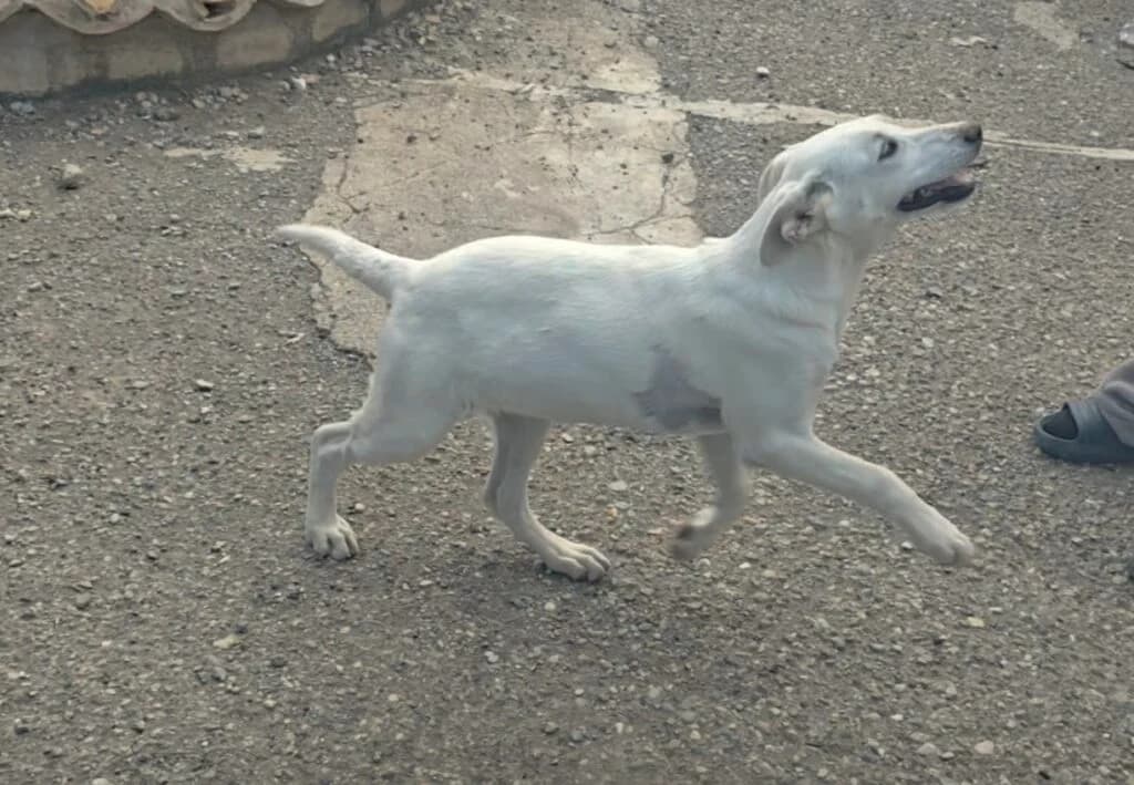 Penelope, female young mixed breed for adoption at I Pelosetti di Silvana