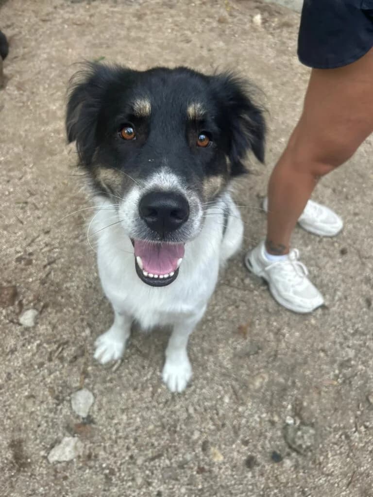 Tommy, male 3yo mixed breed for adoption at I Pelosetti di Silvana