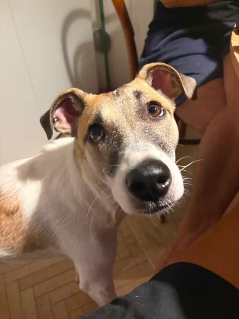 Astra, female young mixed breed for adoption at I Pelosetti di Silvana