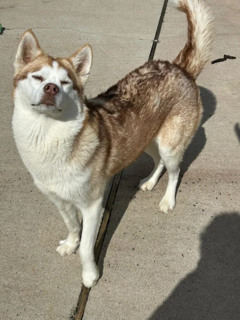 Nikita, female young Husky for adoption at I Pelosetti di Silvana