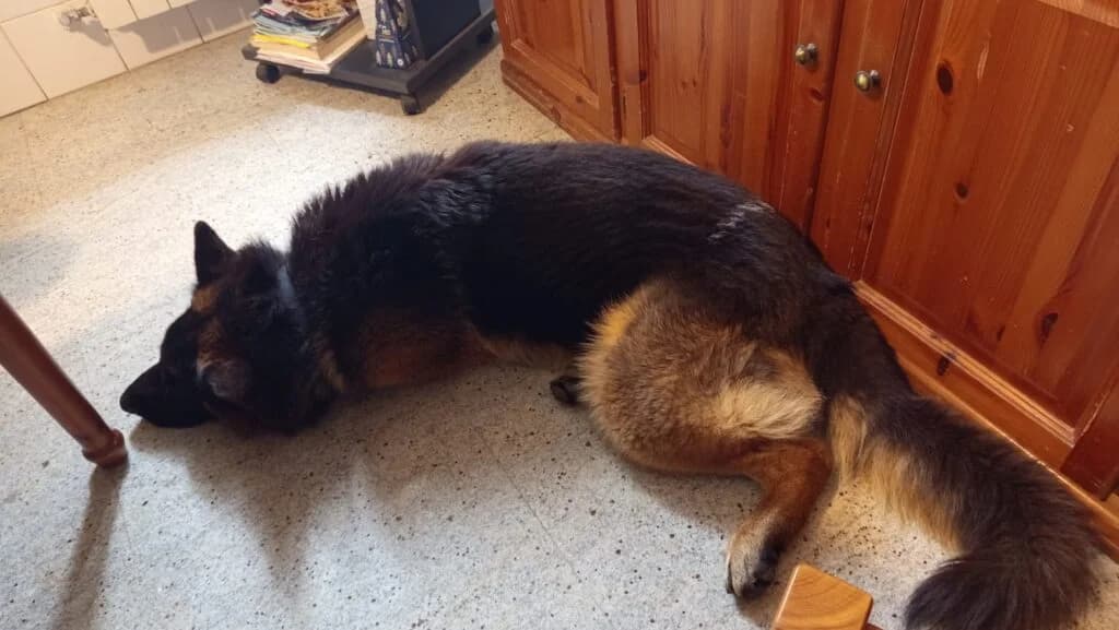 Zeus, male young German Shepherd for adoption at I Pelosetti di Silvana