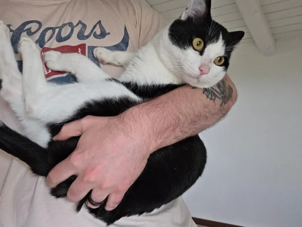 Ham Hock, male young European Shorthair for adoption at I Pelosetti di Silvana