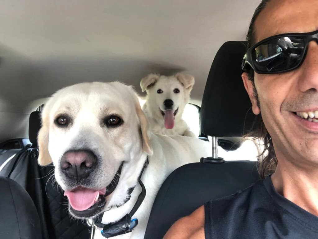 Shiva, male 6yo Labrador Retriever for adoption at I Pelosetti di Silvana