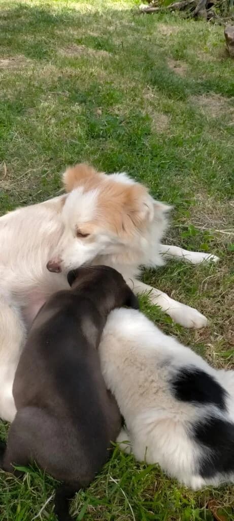 Candy, female young mixed breed for adoption at I Pelosetti di Silvana