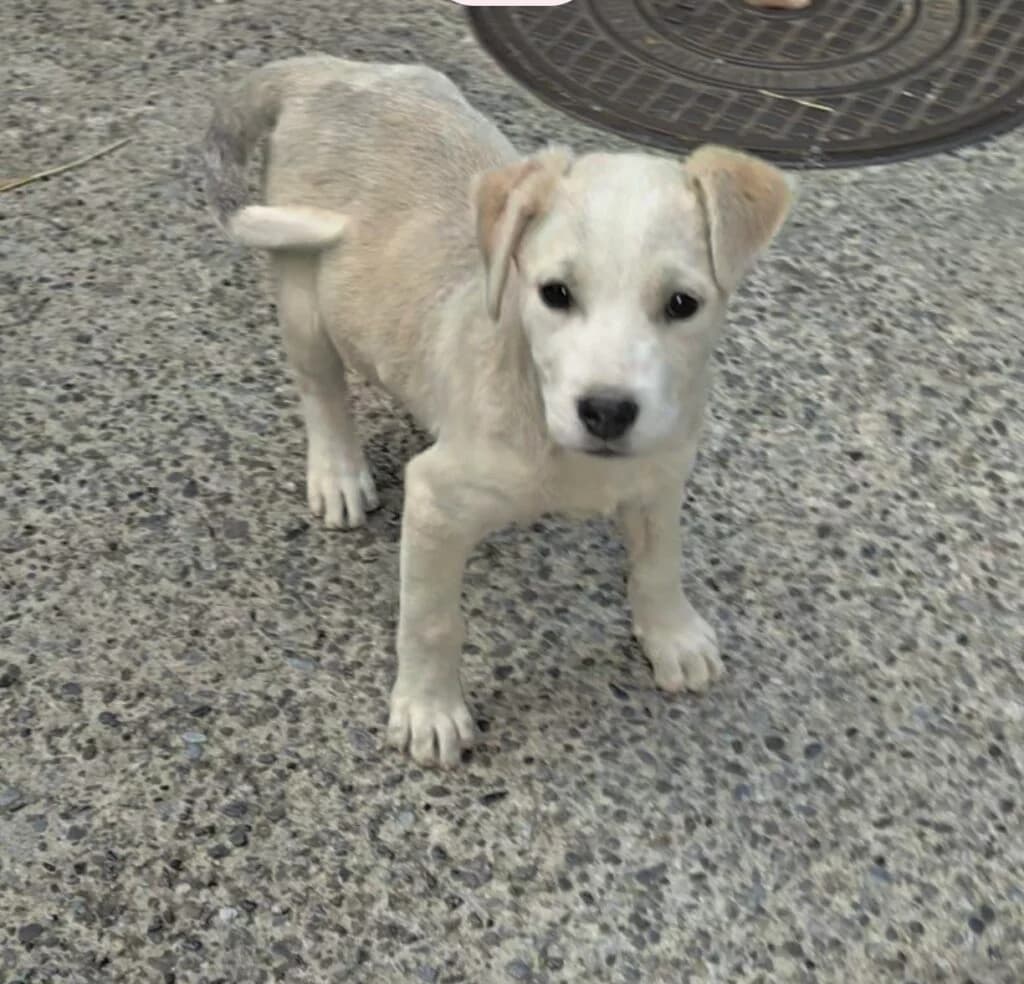 Hula, female puppy Labrador Retriever for adoption at I Pelosetti di Silvana