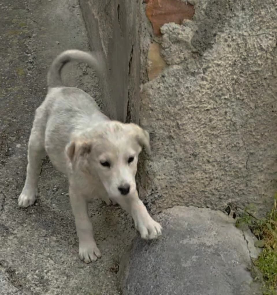 Cheope, female puppy Labrador Retriever for adoption at I Pelosetti di Silvana