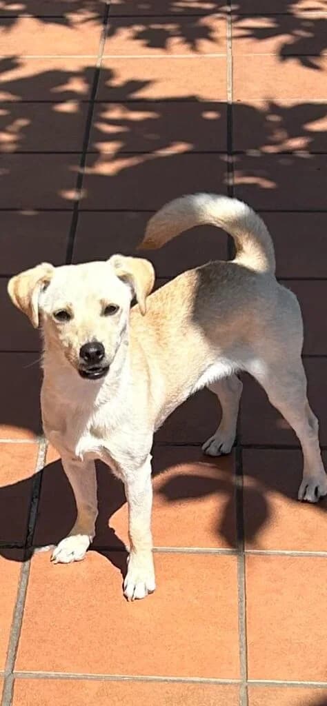Bella, female young mixed breed for adoption at I Pelosetti di Silvana