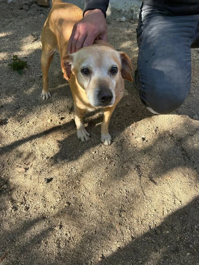 Whisky, male senior mixed breed for adoption at I Pelosetti di Silvana