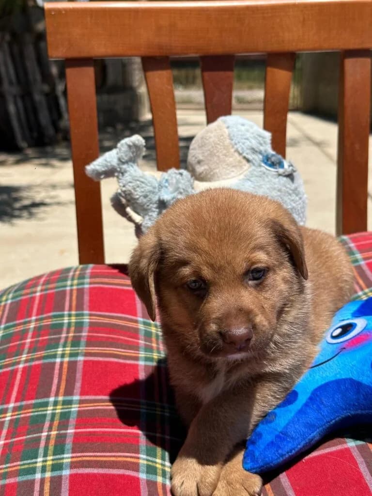 Nutella, female puppy mixed breed for adoption at I Pelosetti di Silvana