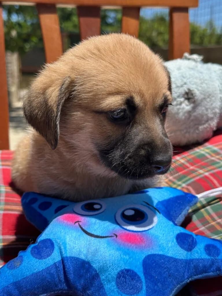 Gilda, female puppy mixed breed for adoption at I Pelosetti di Silvana