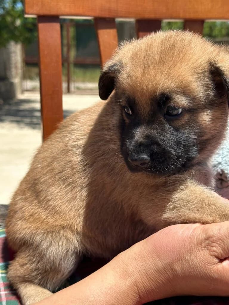 Rino, male puppy mixed breed for adoption at I Pelosetti di Silvana