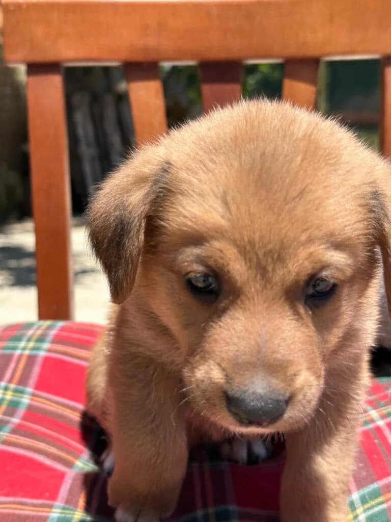 Eddie, male puppy mixed breed for adoption at I Pelosetti di Silvana