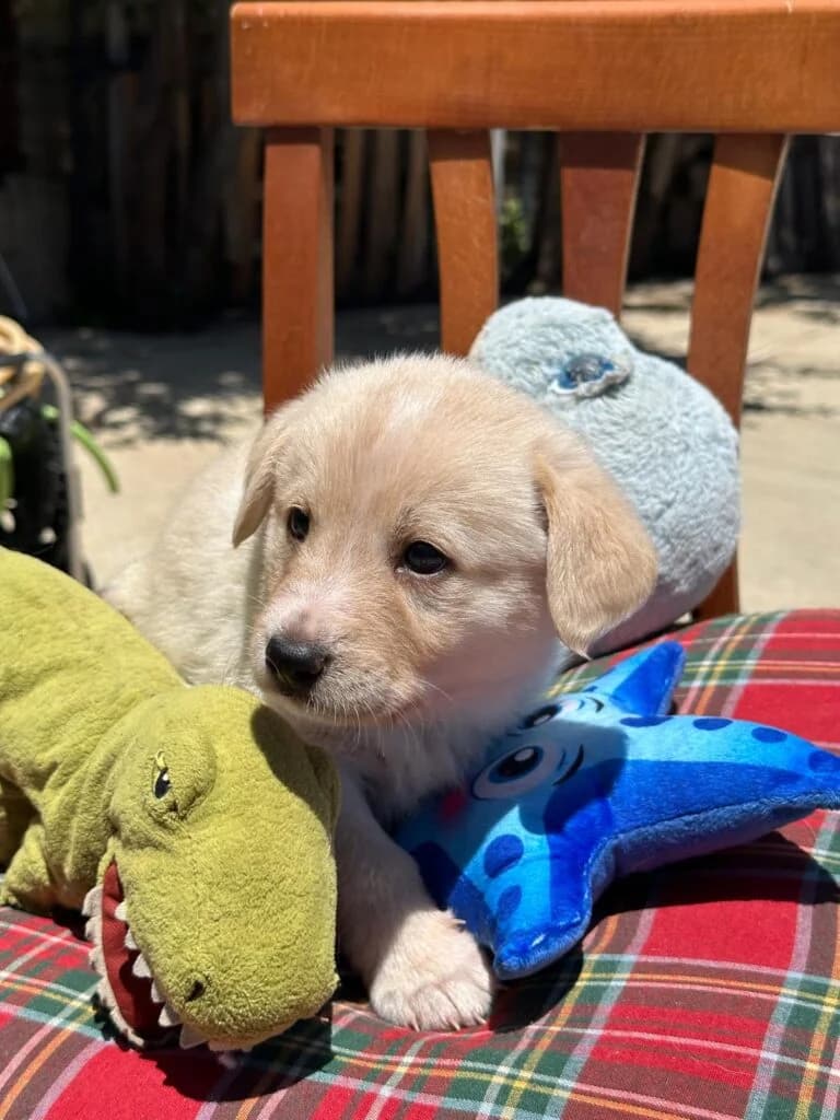 Ice, male puppy mixed breed for adoption at I Pelosetti di Silvana