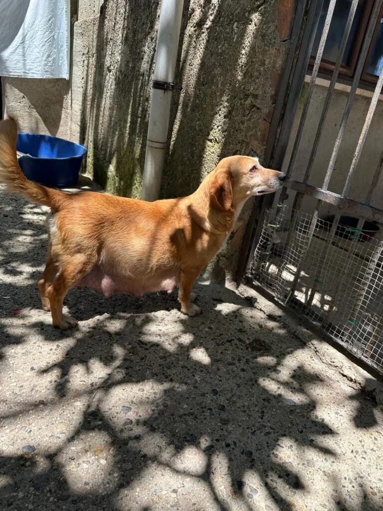 Milla, female young mixed breed for adoption at I Pelosetti di Silvana