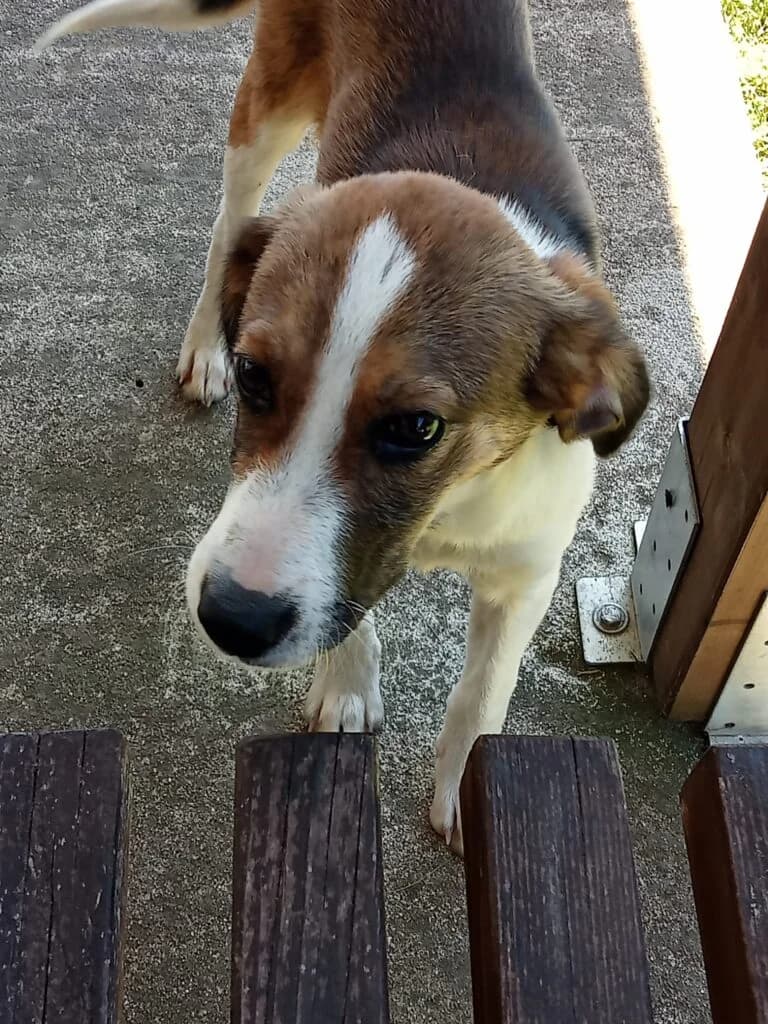 Oriana, female young mixed breed for adoption at I Pelosetti di Silvana