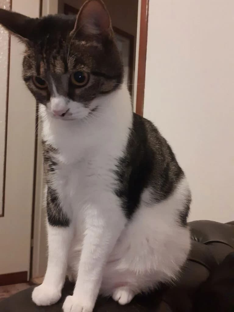 Maya, female senior European Shorthair for adoption at I Pelosetti di Silvana