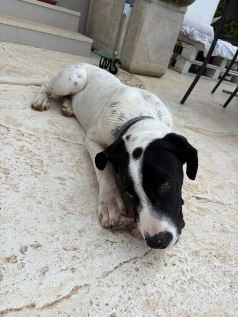 Japo, male puppy mixed breed for adoption at I Pelosetti di Silvana