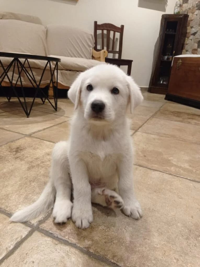 Sky, male puppy Golden Retriever for adoption at I Pelosetti di Silvana