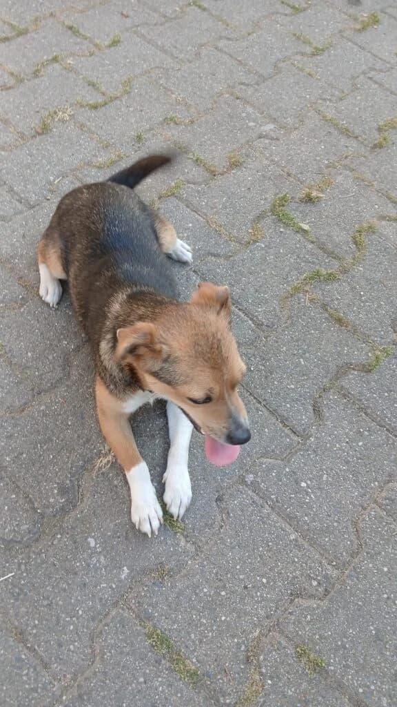 Giselle, female young mixed breed for adoption at I Pelosetti di Silvana