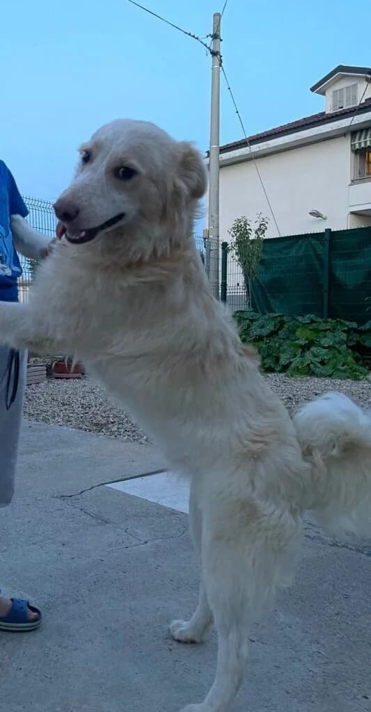 Dobby, male 6yo Border Collie for adoption at I Pelosetti di Silvana
