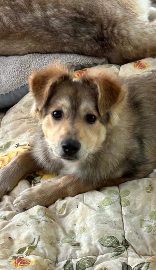 Megan, female young mixed breed for adoption at I Pelosetti di Silvana