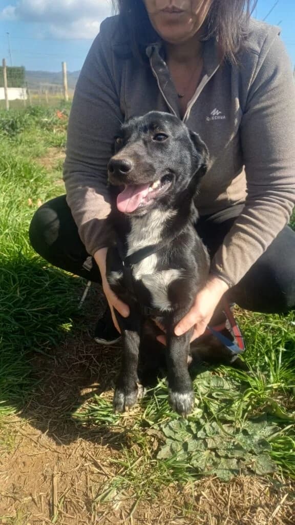 Valentino, male young Labrador Retriever for adoption at I Pelosetti di Silvana