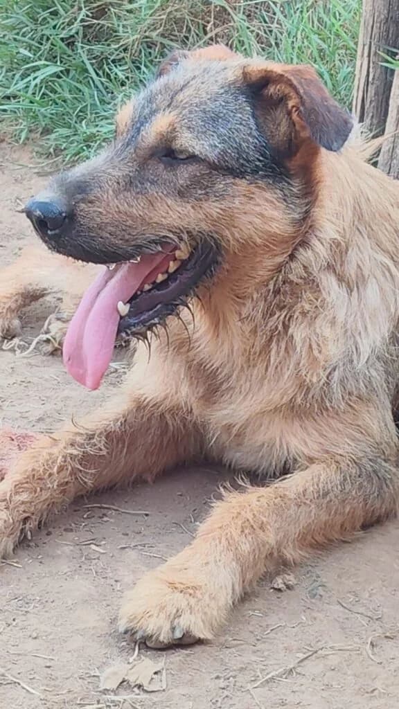 Cuky, male young mixed breed for adoption at I Pelosetti di Silvana