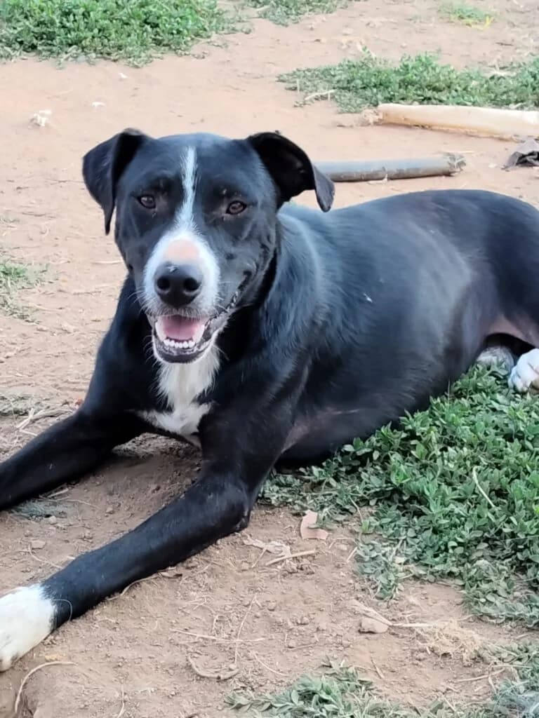 Max, male young mixed breed for adoption at I Pelosetti di Silvana