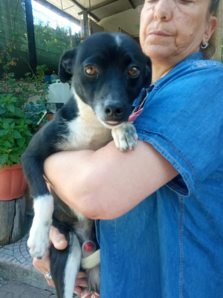 Rino, male young mixed breed for adoption at I Pelosetti di Silvana