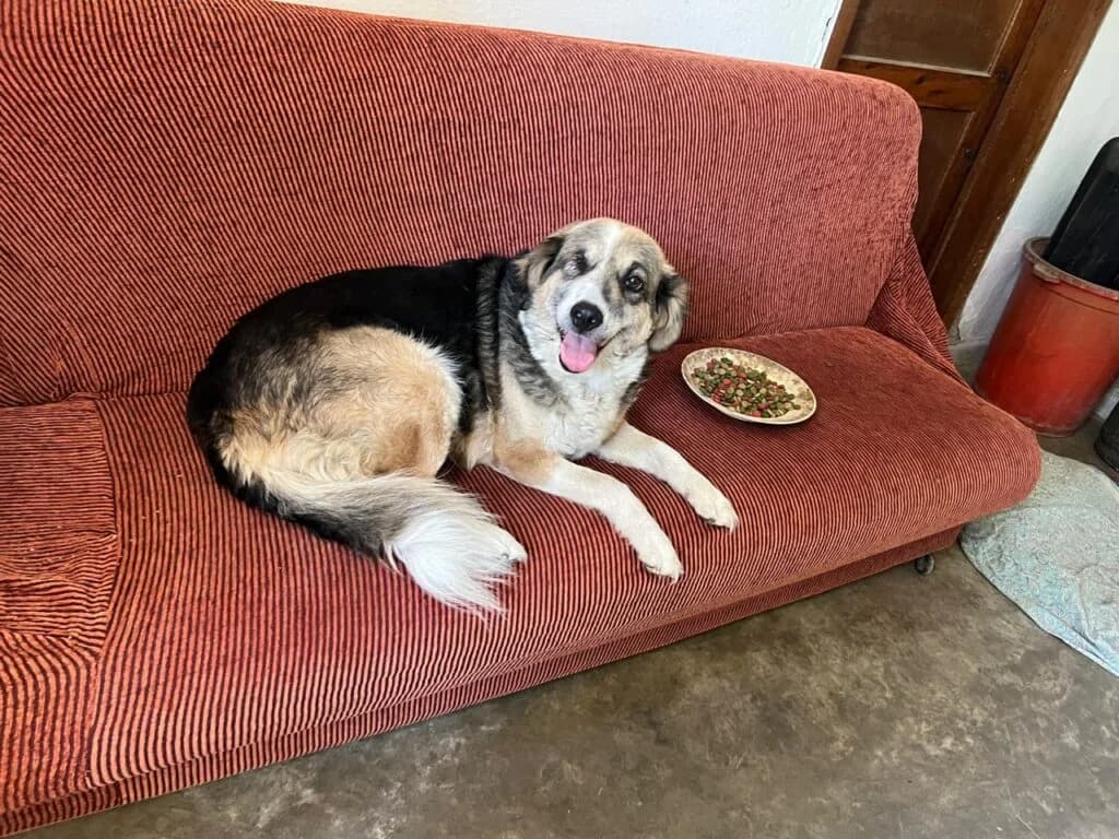 Laura, female senior Border Collie for adoption at I Pelosetti di Silvana