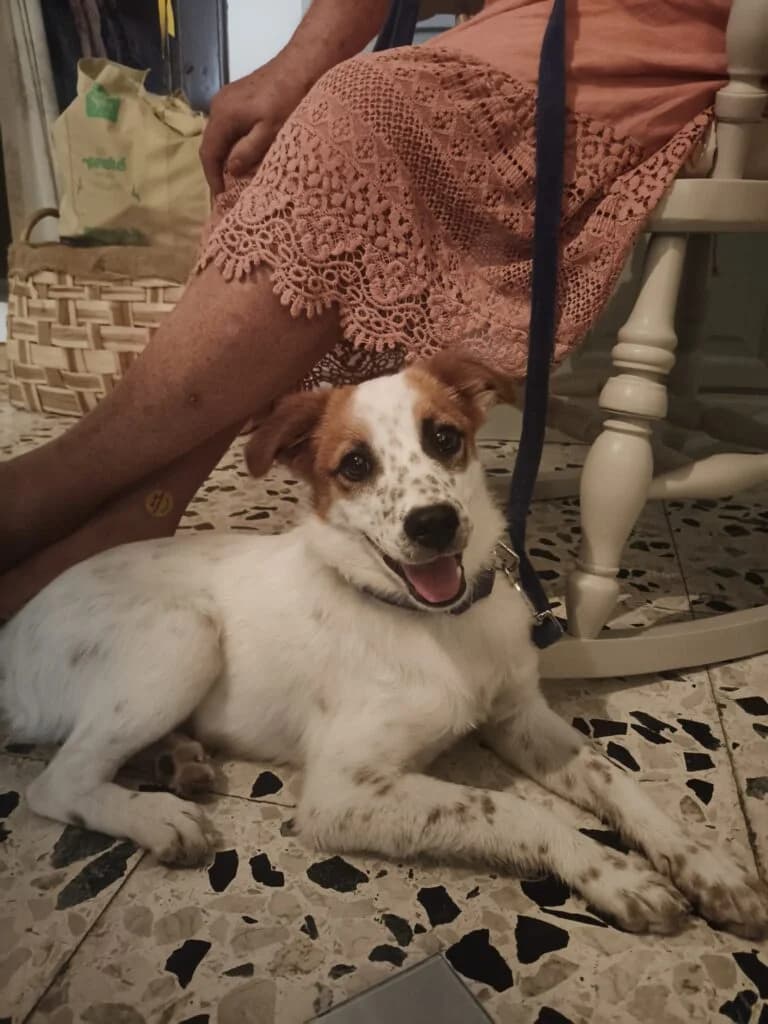 Lilly, female puppy Jack Russell Terrier for adoption at I Pelosetti di Silvana