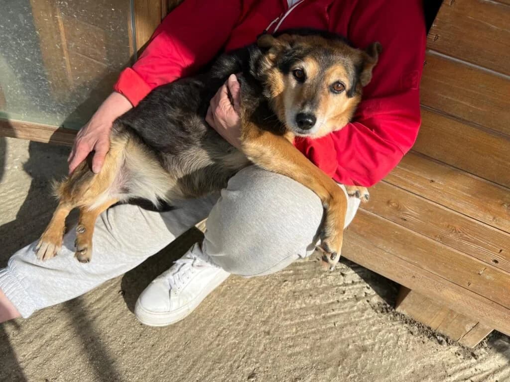 Mia, female puppy mixed breed for adoption at I Pelosetti di Silvana