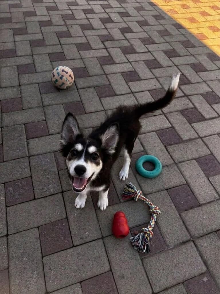 Pupetta, female puppy Husky for adoption at I Pelosetti di Silvana